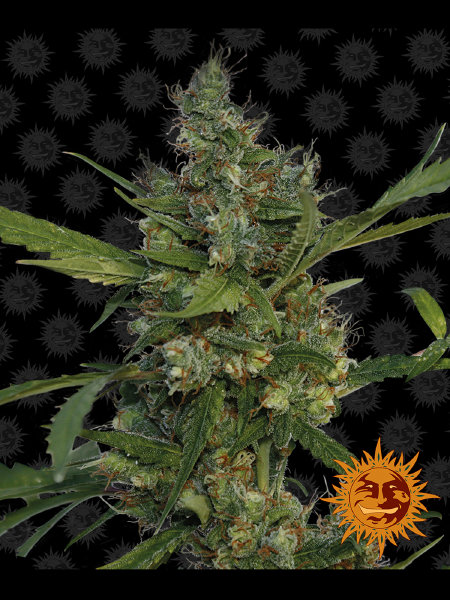 barneys-farm-morning-glory-feminised-cannabis-seeds.jpg