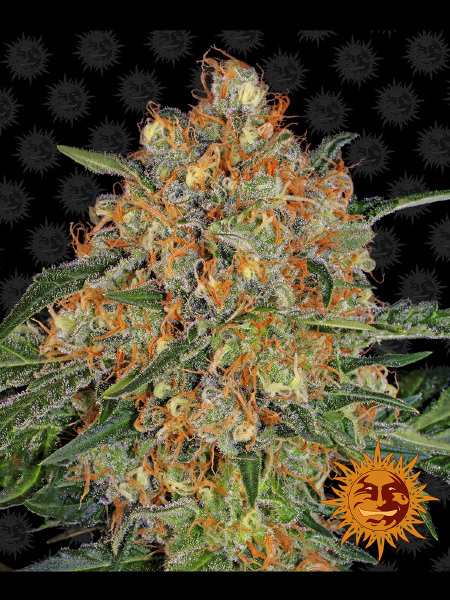 barneys-farm-orange-sherbet-feminised-cannabis-seeds.jpg