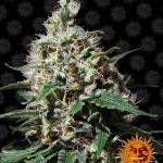Barneys Farm - Peppermint Kush Feminised Cannabis Seeds