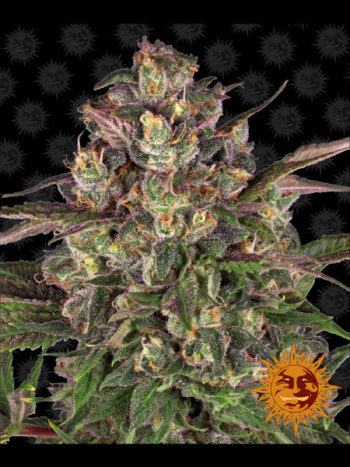 Barneys Farm - Peyote Critical Limited Edition Feminised Cannabis Seeds