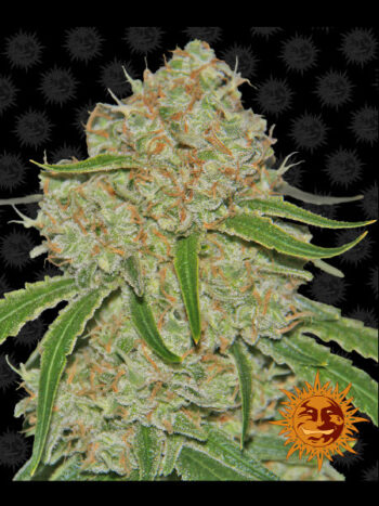 Barneys Farm - Phantom OG Feminised Cannabis Seeds