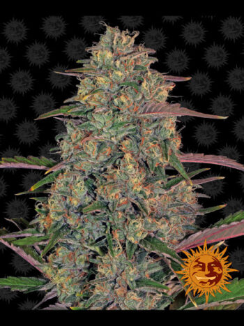 Barneys Farm - Pineapple Chunk Feminised Cannabis Seeds