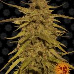 Barneys Farm - Pineapple Haze Regular Cannabis Seeds