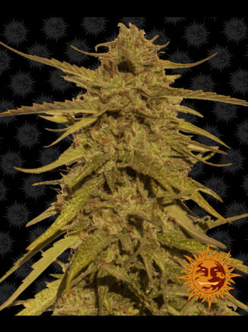 Barneys Farm - Pineapple Haze Regular Cannabis Seeds