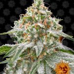 barneys-farm-pink-kush-feminised-cannabis-seeds.jpg