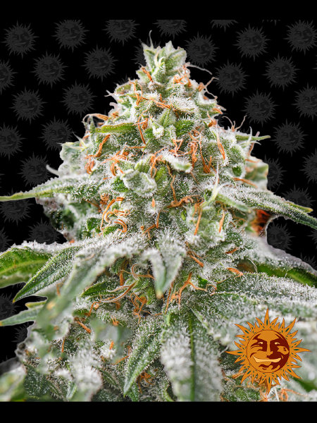 barneys-farm-pink-kush-feminised-cannabis-seeds.jpg