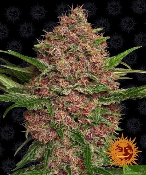 barneys-farm-purple-punch-auto-feminized-autoflowering-cannabis-seeds.jpg