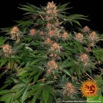 barneys-farm-purple-punch-feminized-cannabis-seeds.jpg