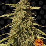 barneys-farm-red-cherry-berry-feminised-cannabis-seeds.jpg