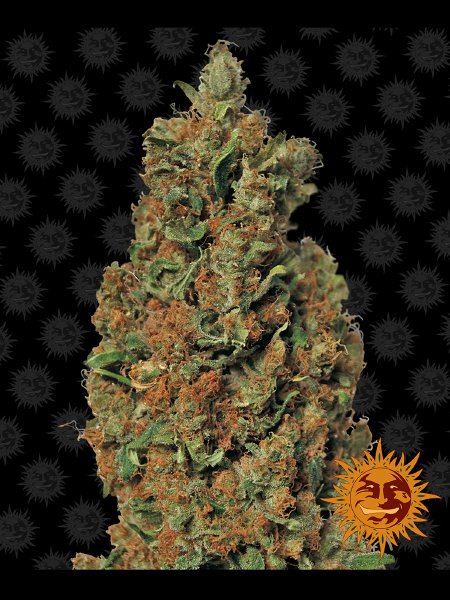 barneys-farm-red-diesel-feminised-cannabis-seeds.jpg