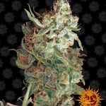 barneys-farm-red-dragon-feminised-cannabis-seeds.jpg