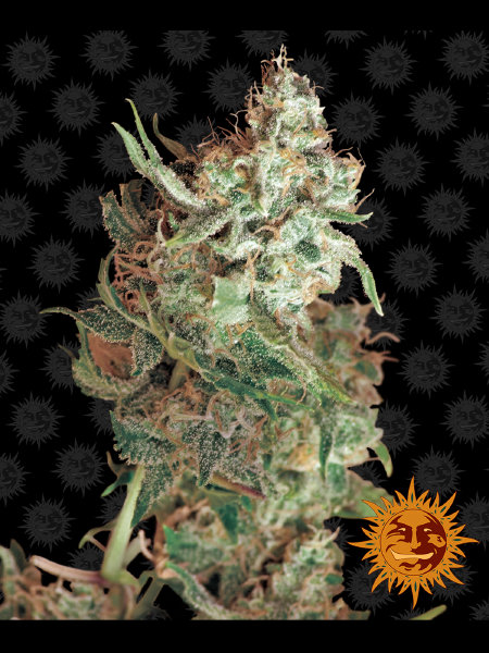barneys-farm-red-dragon-feminised-cannabis-seeds.jpg