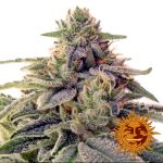 barneys-farm-shiskaberry-feminised-cannabis-seeds.jpg