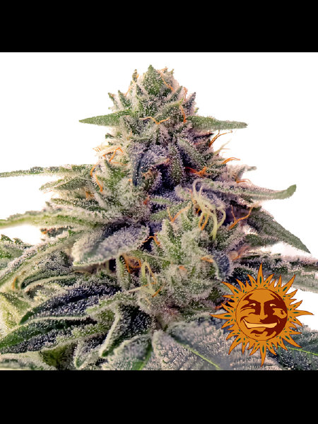 barneys-farm-shiskaberry-feminised-cannabis-seeds.jpg