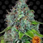 Barneys Farm - Strawberry Lemonade Feminised Cannabis Seeds