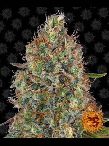 Barneys Farm - Auto Sweet Tooth Feminised Autoflowering Cannabis Seeds