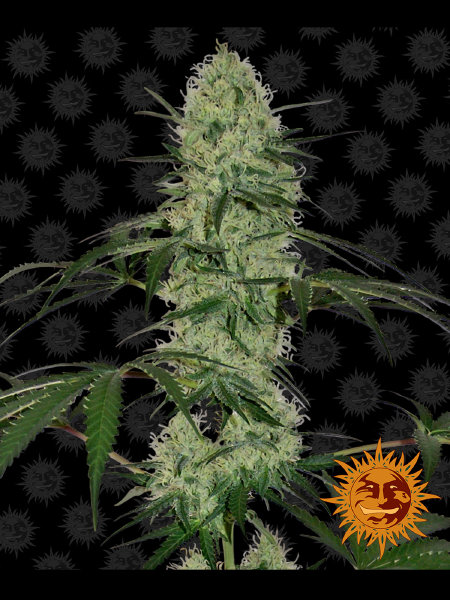 barneys-farm-tangerine-dream-auto-autoflowering-feminised-cannabis-seeds.jpg
