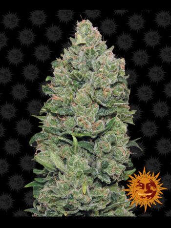 Barneys Farm - Top Dawg Feminised Cannabis Seeds