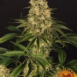 barneys-farm-tropicanna-banana-fem-feminized-female-cheapest-best-delivery-free-seeds-2.jpg