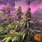barneys-farm-tropicanna-banana-fem-feminized-female-cheapest-best-delivery-free-seeds-2.jpg