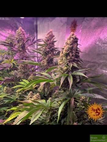 Barneys Farm - Tropicanna Banana - Feminized Cannabis Seeds