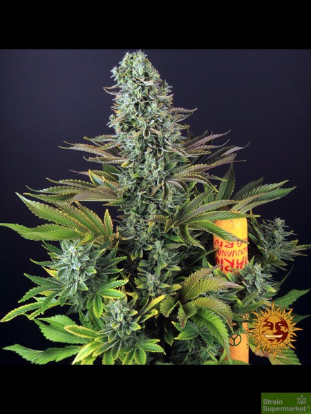 barneys-farm-tropicanna-banana-fem-feminized-female-cheapest-best-delivery-free-seeds-3.jpg