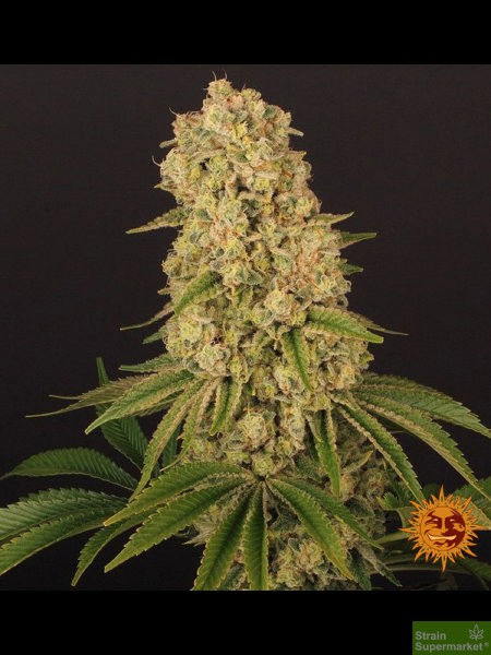 barneys-farm-tropicanna-banana-fem-feminized-female-cheapest-best-delivery-free-seeds-4.jpg