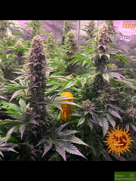 barneys-farm-tropicanna-banana-fem-feminized-female-cheapest-best-delivery-free-seeds-main-1.jpg