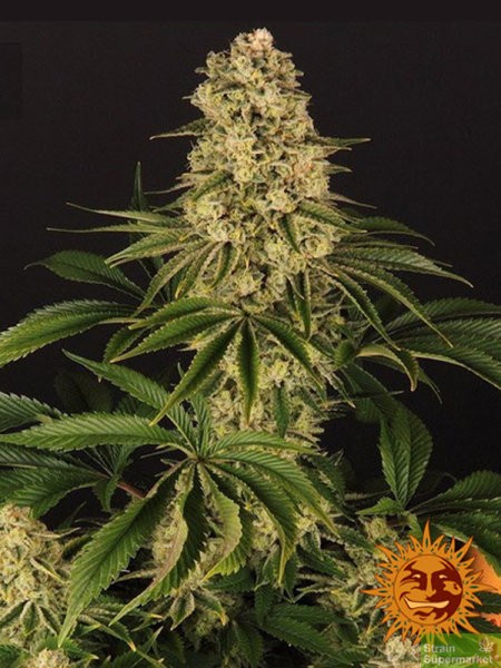 barneys-farm-tropicanna-banana-fem-feminized-female-cheapest-best-delivery-free-seeds.jpg