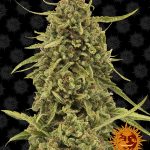 Barneys Farm - Widow Remedy Regular Cannabis Seeds