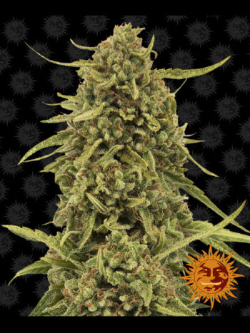 Barneys Farm - Widow Remedy Regular Cannabis Seeds