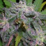 bc-bud-depot-gods-gift-regular-cannabis-seeds.jpg