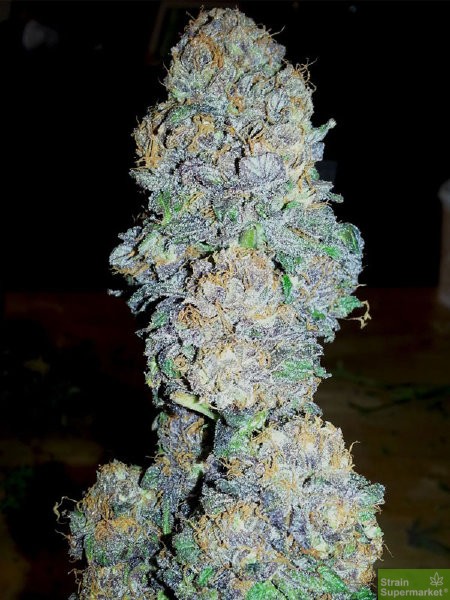 bc-bud-depot-gods-gift-regular-cannabis-seeds.jpg