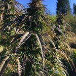 BC Bud Depot - Sour Tsunami Regular Cannabis Seeds