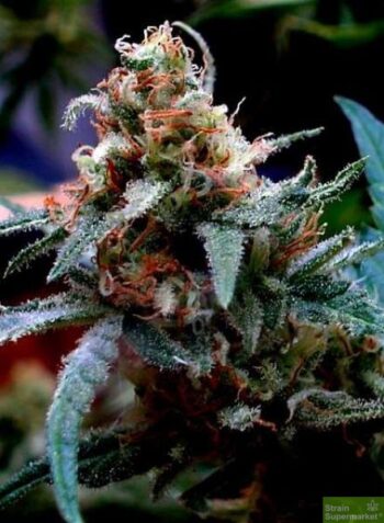 BC Bud Depot - UBC Chemo Regular Cannabis Seeds