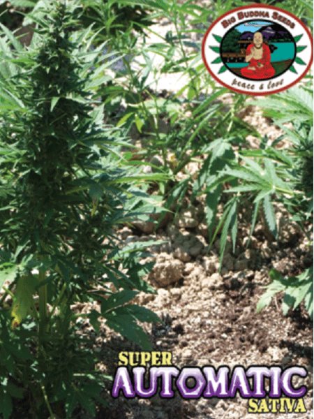 big-buddha-buddha-haze-automatic-aka-super-automatic-sativa-s.a.s.-feminised-autoflowering-cannabis-seeds.jpg