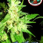 Big Buddha Seeds - Buddha Haze Feminised Cannabis Seeds
