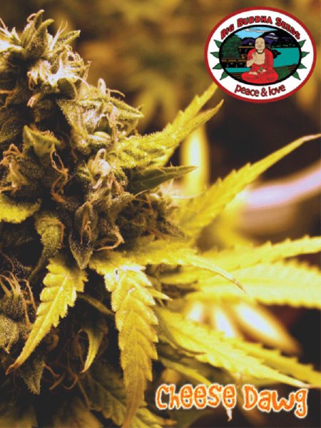 big-buddha-cheese-dawg-feminised-cannabis-seeds-2.jpg