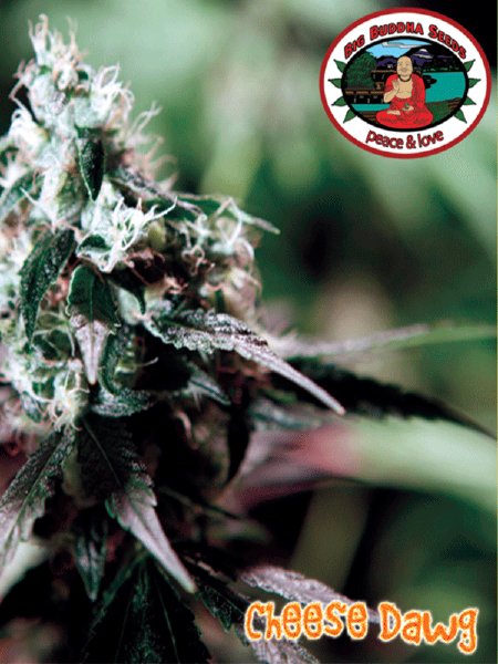 big-buddha-cheese-dawg-feminised-cannabis-seeds.jpg