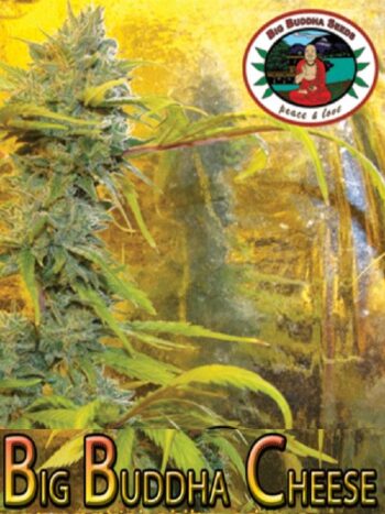 Big Buddha Seeds - Cheese Feminised Cannabis Seeds