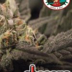 big-buddha-cheesus-feminised-cannabis-seeds.jpg