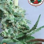 Big Buddha Seeds - Chiesel Feminised Cannabis Seeds