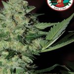 big-buddha-freeze-cheese-89-feminised-cannabis-seeds.jpg