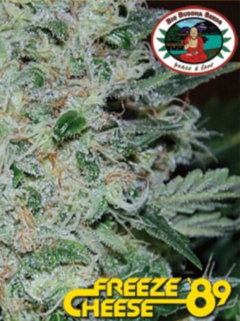 Big Buddha Seeds - Freeze Cheese '89 Feminised Cannabis Seeds