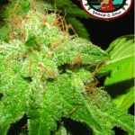 big-buddha-g-bomb-feminised-cannabis-seeds.jpg