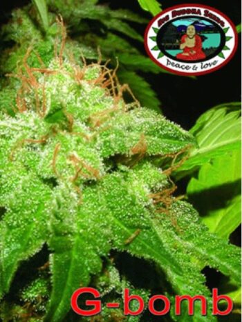 Big Buddha Seeds - G-Bomb (G Bomb) Feminised Cannabis Seeds