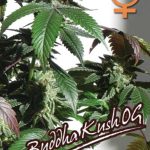 Big Buddha Seeds - Buddha Kush OG Feminised Cannabis Seeds