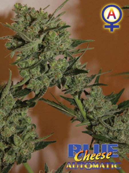 big-buddha-seeds-auto-blue-cheese-automatic-feminised-autoflowering-cannabis-seeds-2.jpg