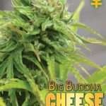 big-buddha-seeds-auto-cheese-aka-cheese-automatic-feminised-autoflowering-cannabis-seeds-2.jpg