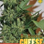 Big Buddha Seeds - Auto Cheese aka Cheese Automatic Feminised Autoflowering Cannabis Seeds